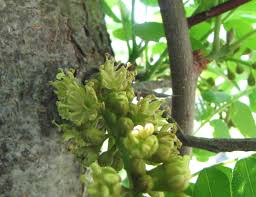 Attēlu rezultāti vaicājumam “Gleditsia triacanthos bud”