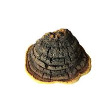 Attēlu rezultāti vaicājumam “Phellinus igniarius”