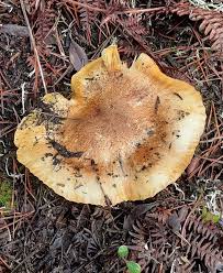 Attēlu rezultāti vaicājumam “Trichia flavicoma”