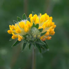 Attēlu rezultāti vaicājumam “Anthyllis vulneraria leaf”