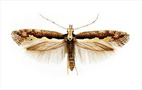 Attēlu rezultāti vaicājumam “Plutella xylostella”