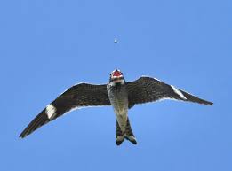 Image result for Chordeiles minor