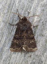 Attēlu rezultāti vaicājumam “Tholera cespitis”