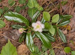 Attēlu rezultāti vaicājumam “Chimaphila umbellata”