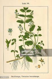 Attēlu rezultāti vaicājumam “Veronica beccabunga leaf”