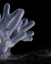 Attēlu rezultāti vaicājumam “Ceratiomyxa fruticulosa macro”