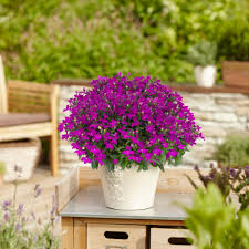 Image result for Lobelien