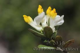 Attēlu rezultāti vaicājumam “Polygalaceae”
