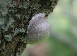Attēlu rezultāti vaicājumam “Reticularia lycoperdon young”