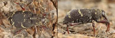 Attēlu rezultāti vaicājumam “Hylobius pinastri”