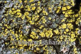 Attēlu rezultāti vaicājumam “Candelariella sp.”