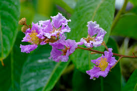 Image result for Lagerstroemia