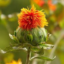 Image result for Carthamus tinctorius