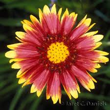 Image result for Gaillardia pulchella