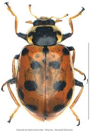 Attēlu rezultāti vaicājumam “Hippodamia tredecimpunctata”