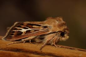 Attēlu rezultāti vaicājumam “Cerapteryx graminis”