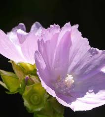 Image result for Malva alcea