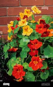 Attēlu rezultāti vaicājumam “Tropaeolum majus flower”