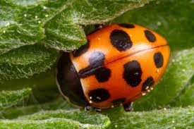 Attēlu rezultāti vaicājumam “Hippodamia notata”