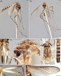 Attēlu rezultāti vaicājumam “Culex pipiens female”