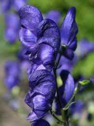 Image result for Eisenhut