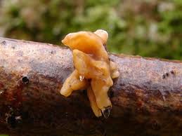 Attēlu rezultāti vaicājumam “Macrotyphula fistulosa var. contorta”