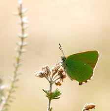 Attēlu rezultāti vaicājumam “Theclinae”