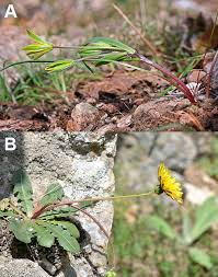 Attēlu rezultāti vaicājumam “Homomallium incurvatum”