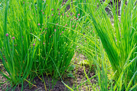 Image result for Schnittlauch