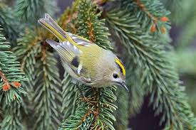 Attēlu rezultāti vaicājumam “Regulus regulus”