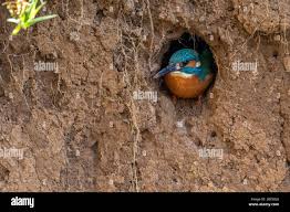 Attēlu rezultāti vaicājumam “Alcedo atthis nest”