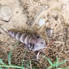 Attēlu rezultāti vaicājumam “Bupalus piniaria male”