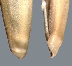 Attēlu rezultāti vaicājumam “Elytrigia repens subsp. arenosa”