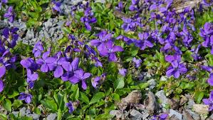 Attēlu rezultāti vaicājumam “Viola hirta leaf”