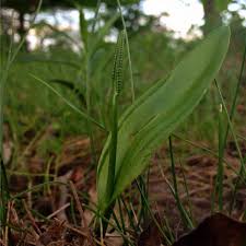 Attēlu rezultāti vaicājumam “Ophioglossum vulgatum”