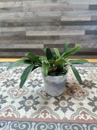 Attēlu rezultāti vaicājumam “Didymium aggregatum”