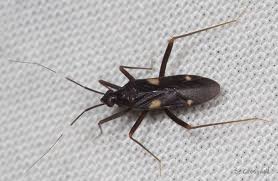 Attēlu rezultāti vaicājumam “Miridae”