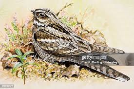 Attēlu rezultāti vaicājumam “Caprimulgus europaeus adult”