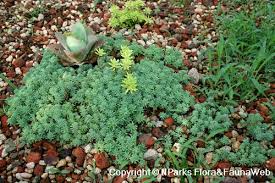Attēlu rezultāti vaicājumam “Sedum sexangulare leaf”