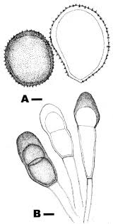 Attēlu rezultāti vaicājumam “Pucciniastrum areolatum”