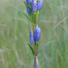 Attēlu rezultāti vaicājumam “Gentiana pneumonanthe”