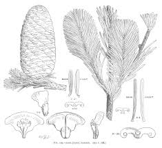 Attēlu rezultāti vaicājumam “Abies mariesii”