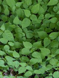 Attēlu rezultāti vaicājumam “Circaea alpina leaf”