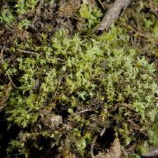 Attēlu rezultāti vaicājumam “Saelania glaucescens”