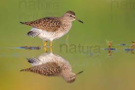 Attēlu rezultāti vaicājumam “Tringa glareola adult”