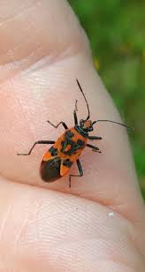 Attēlu rezultāti vaicājumam “Corizus hyoscyami imago”