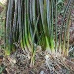 Attēlu rezultāti vaicājumam “Isoetes lacustris leaf”