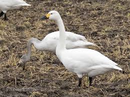 Attēlu rezultāti vaicājumam “Cygnus columbianus”