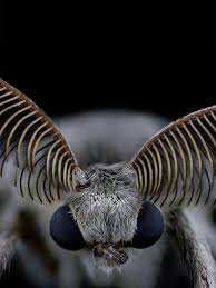 Attēlu rezultāti vaicājumam “Lymantria dispar”