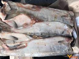 Image result for Oncorhynchus nerka